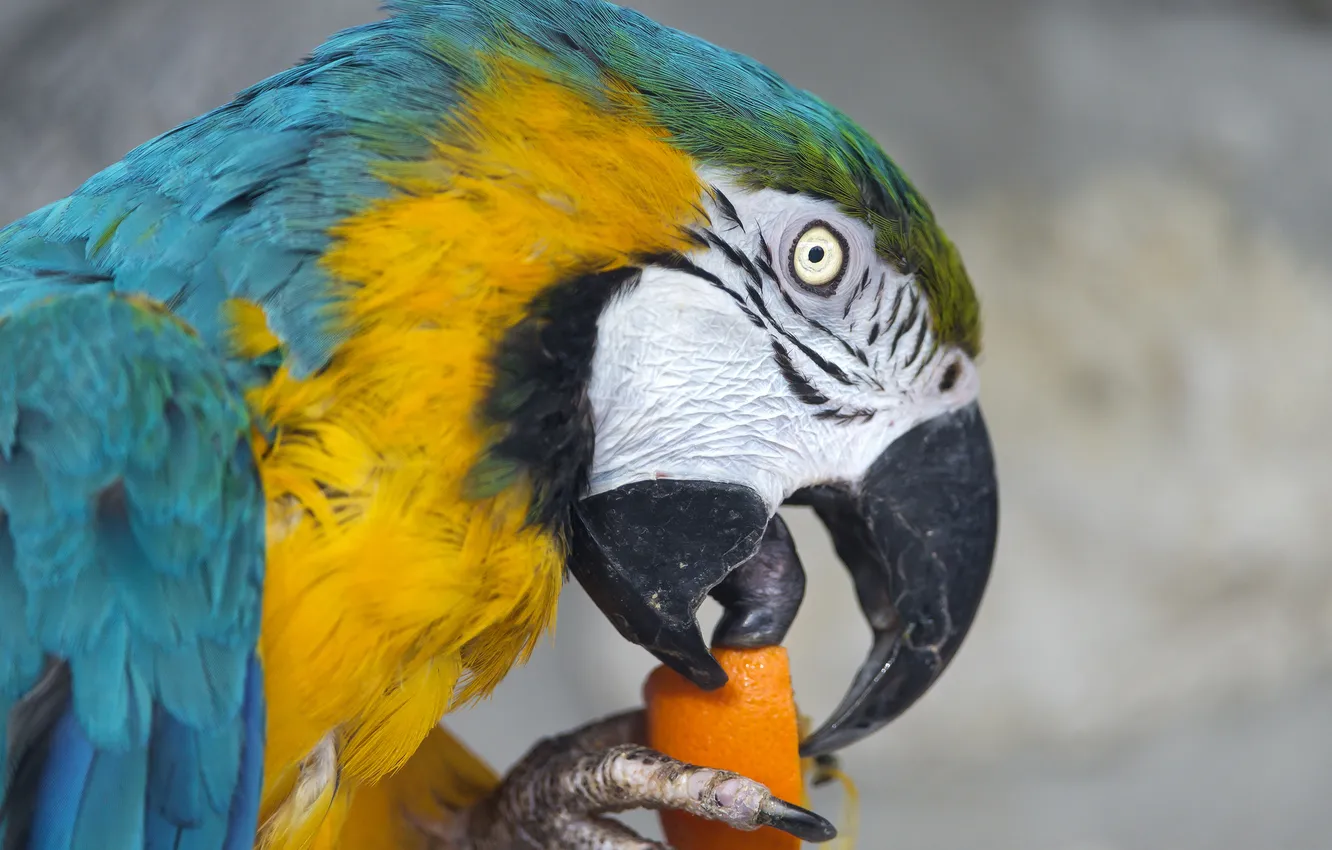 Photo wallpaper bird, paws, beak, parrot, Ara