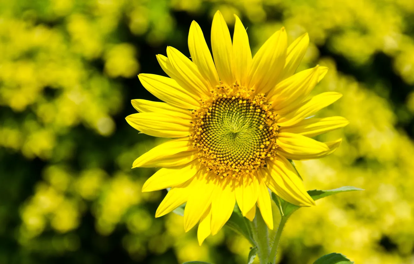 Photo wallpaper flowers, yellow, background, widescreen, Wallpaper, sunflower, blur, petals