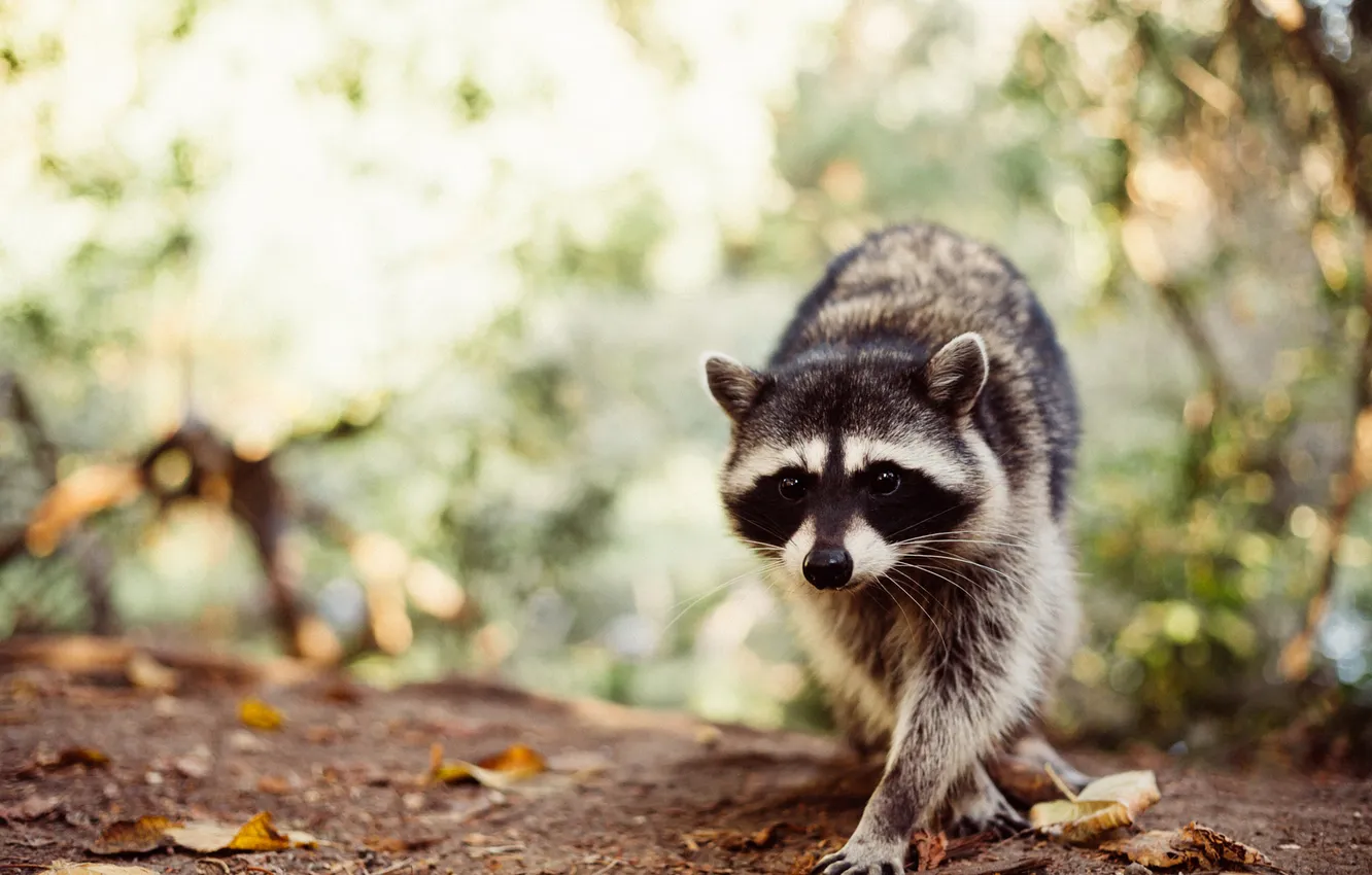 Photo wallpaper look, light, nature, pose, glade, foliage, legs, raccoon