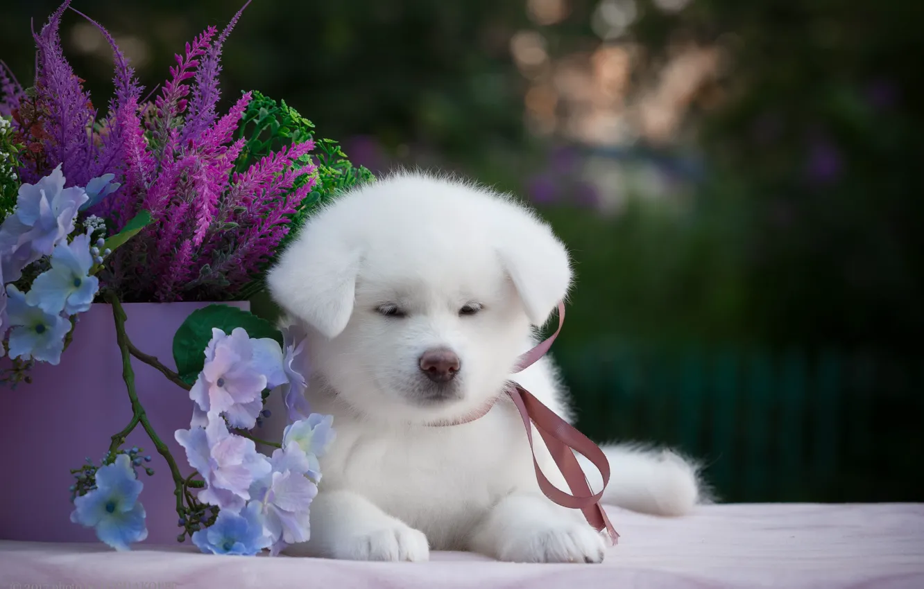 Photo wallpaper flowers, background, animal, puppy, Samoyed