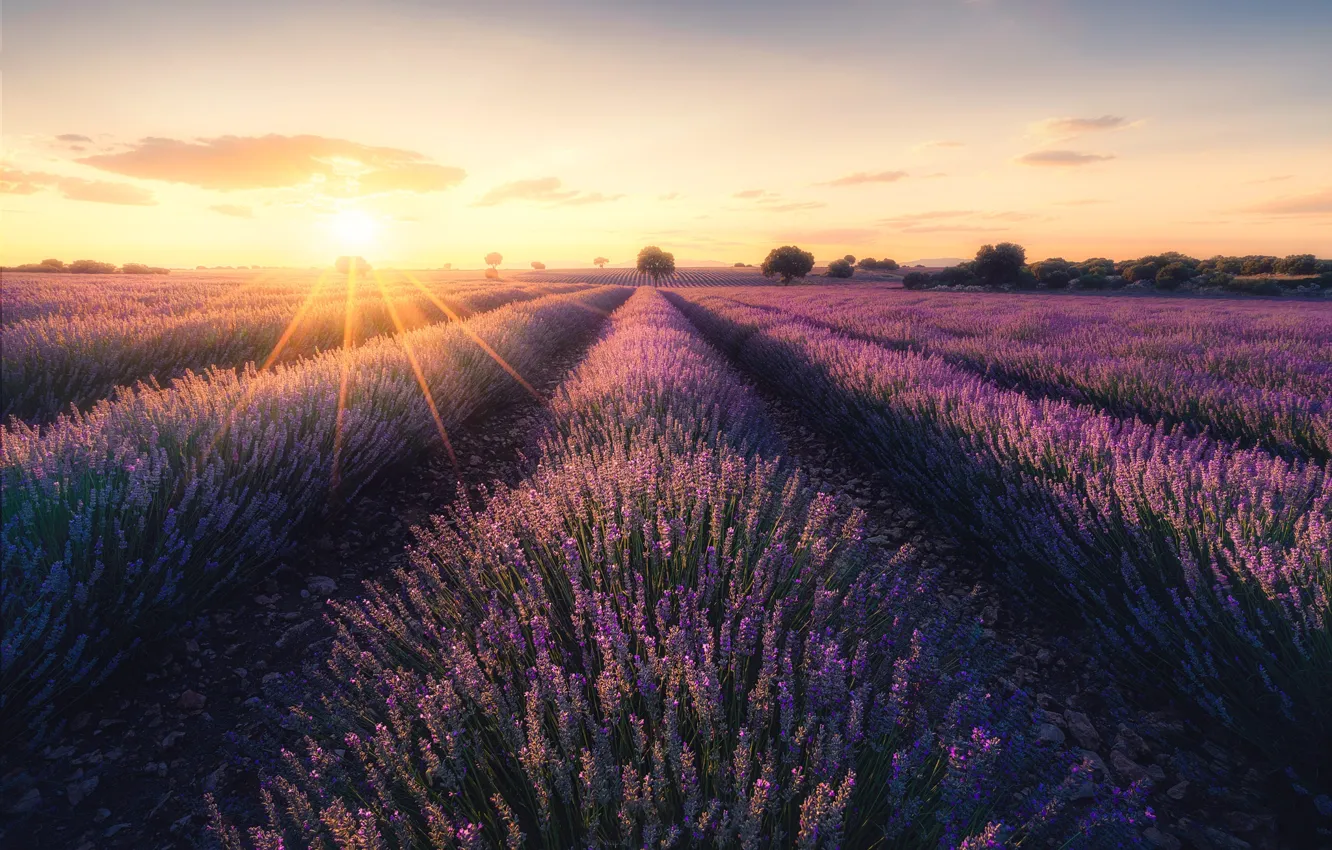 Photo wallpaper field, summer, the sky, the sun, clouds, rays, trees, flowers