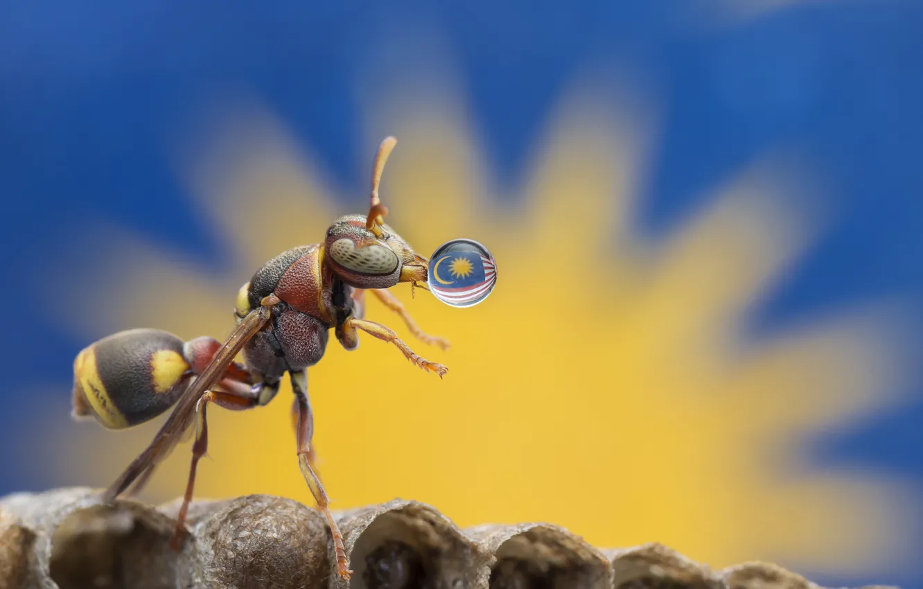 Photo wallpaper macro, drop, flag, insect, ant