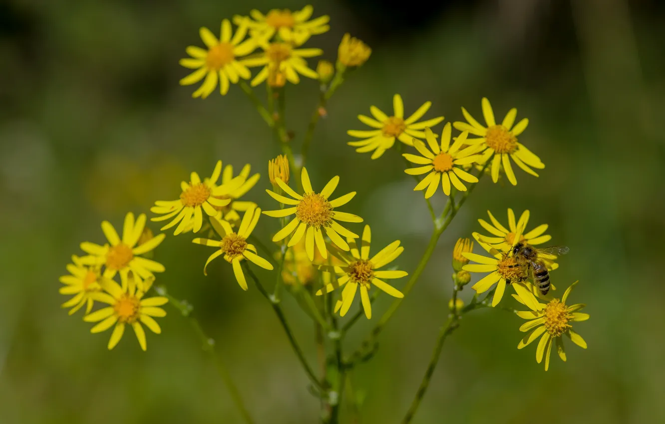 Photo wallpaper nature, flowers, autumn, bokeh effect