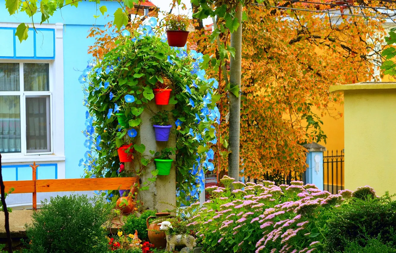 Photo wallpaper autumn, flowers, plant, yard, pot, flowers, nature, flowers