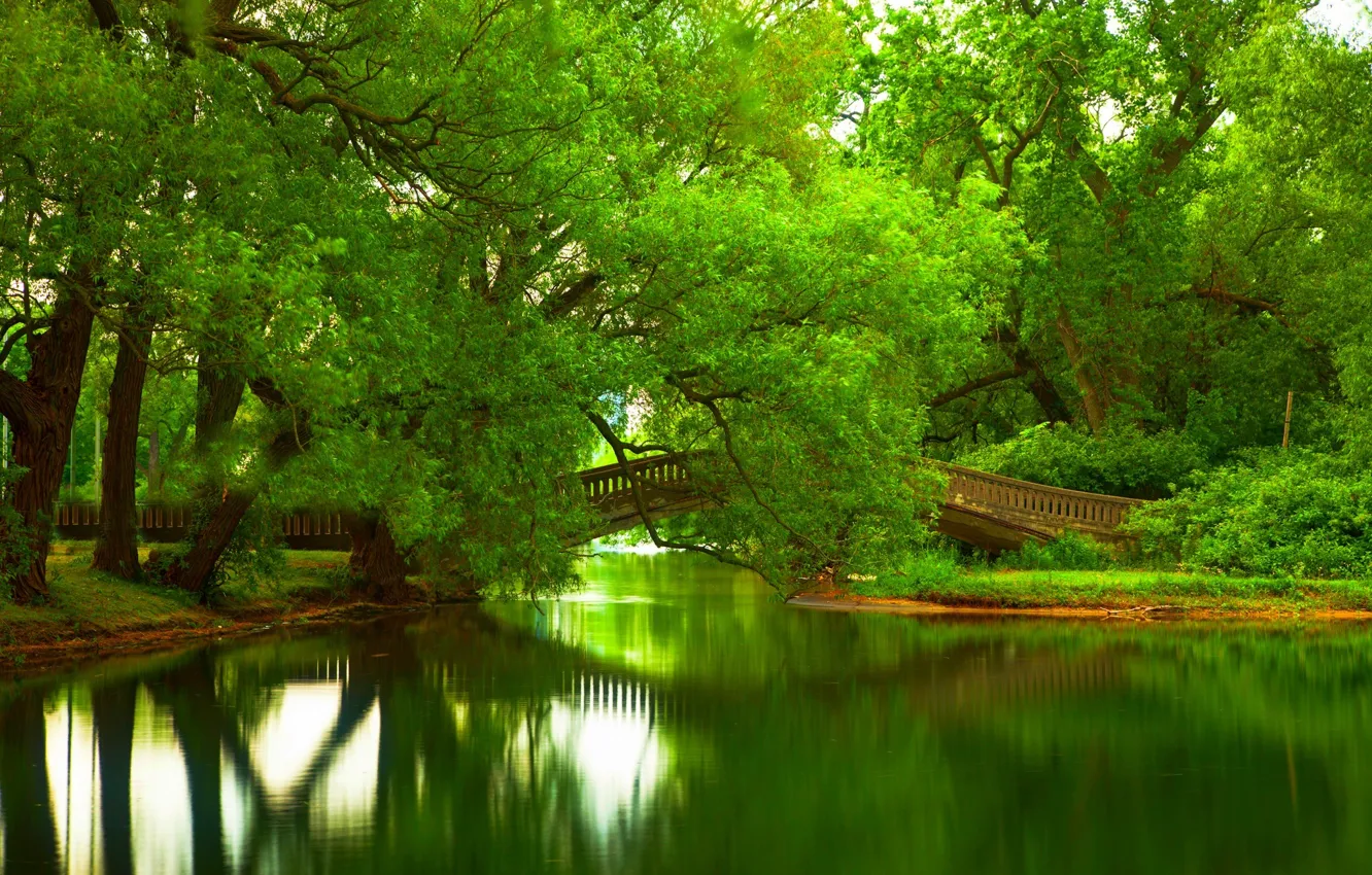 Photo wallpaper forest, leaves, water, trees, mountains, bridge, nature, Park