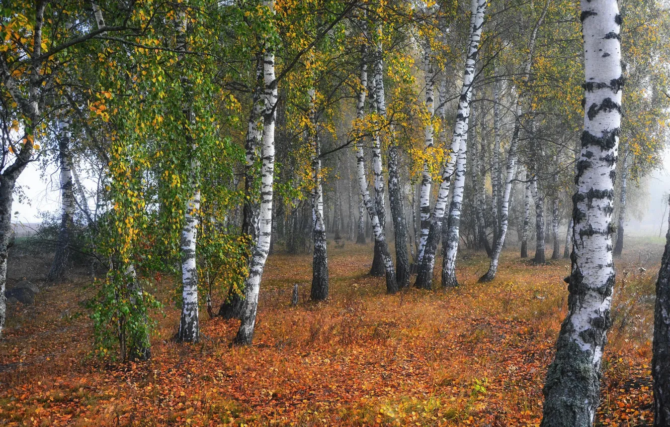 Photo wallpaper autumn, birch, birch grove
