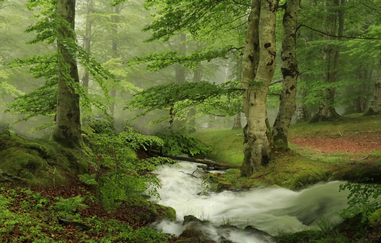 Photo wallpaper forest, trees, nature, fog, stream