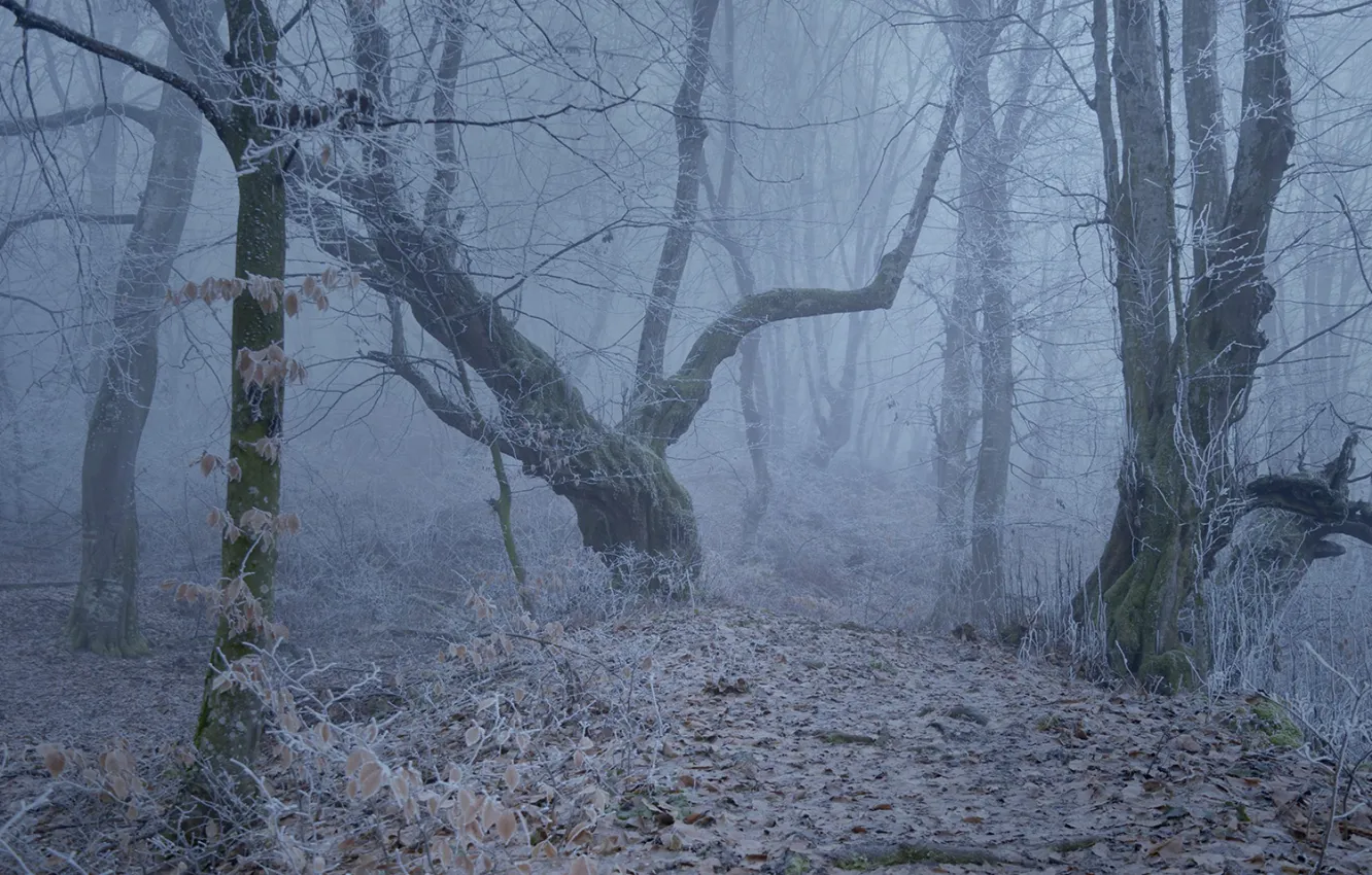 Photo wallpaper frost, forest, trees, nature, fog