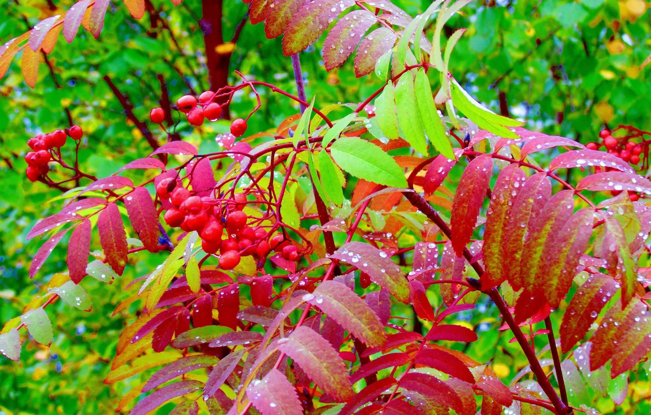 Photo wallpaper autumn, berries, foliage, Rowan