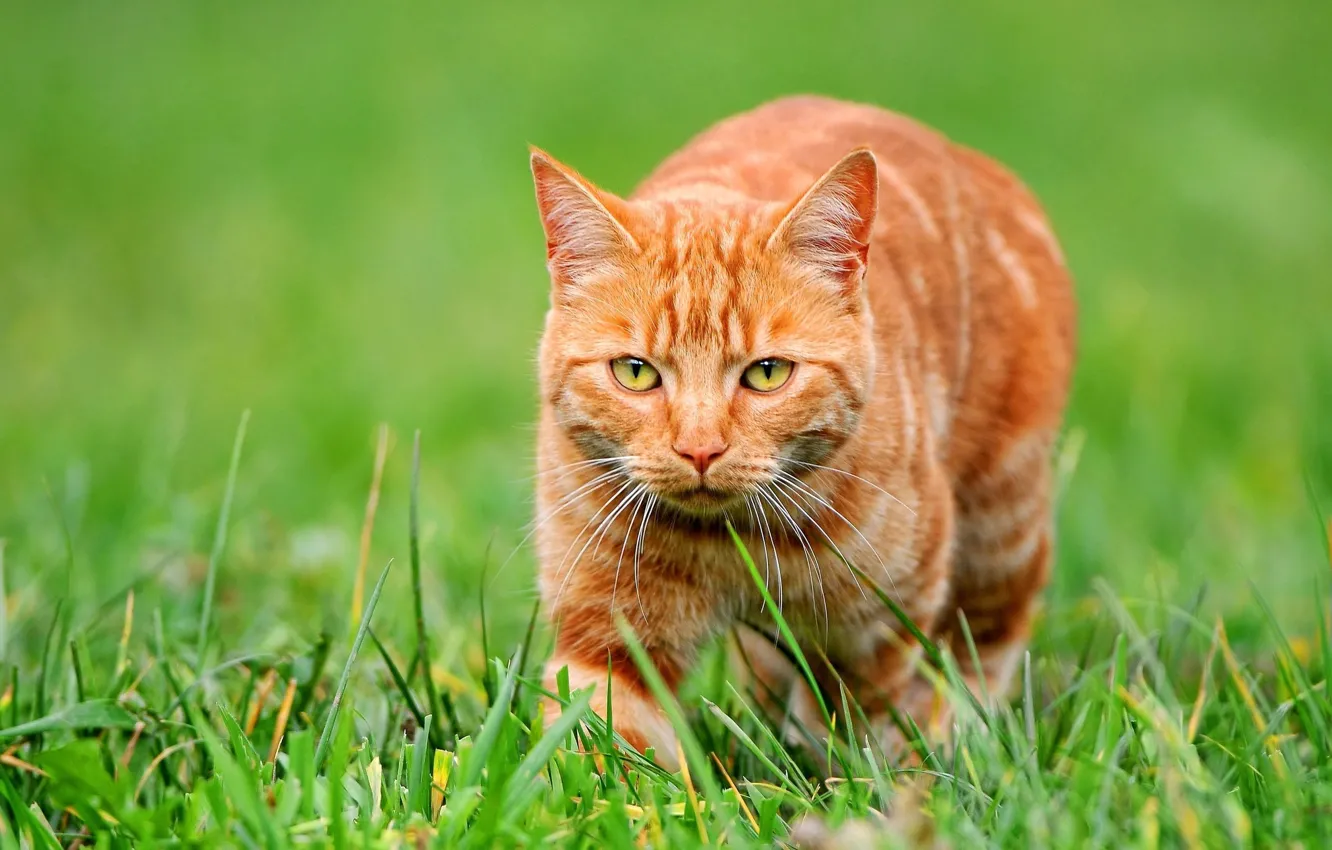Photo wallpaper grass, look, red cat