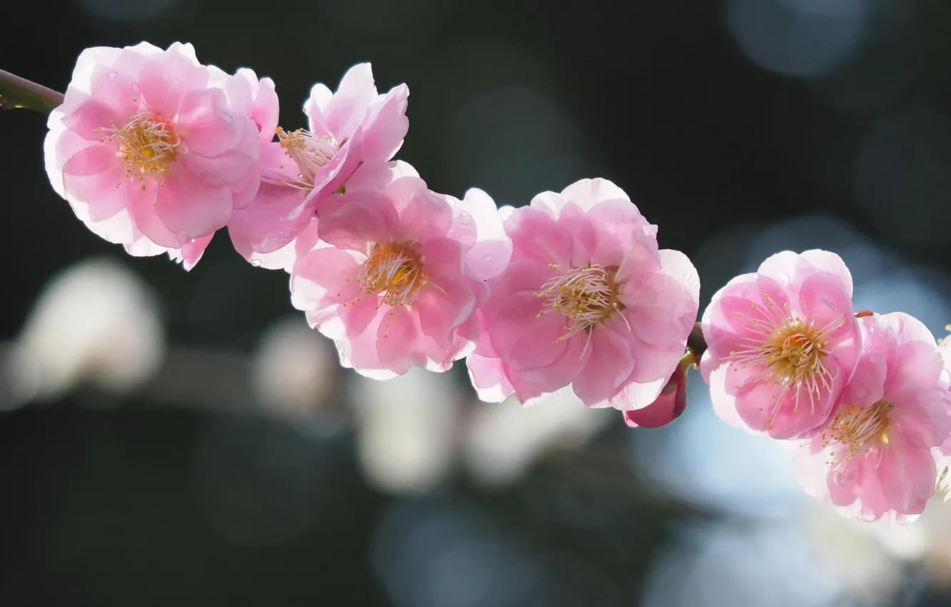 Photo wallpaper macro, cherry, branch, Sakura, flowering, flowers