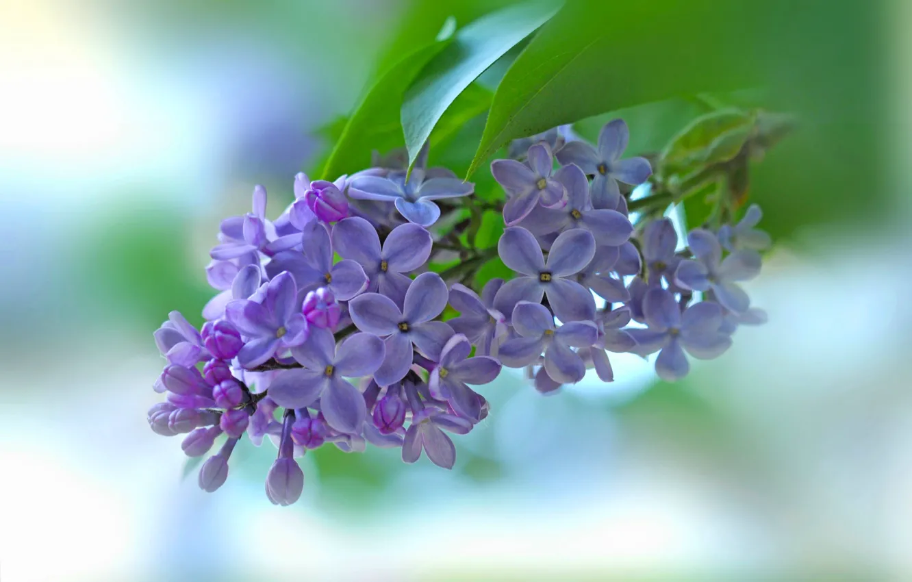 Photo wallpaper macro, background, branch, flowers, lilac, inflorescence
