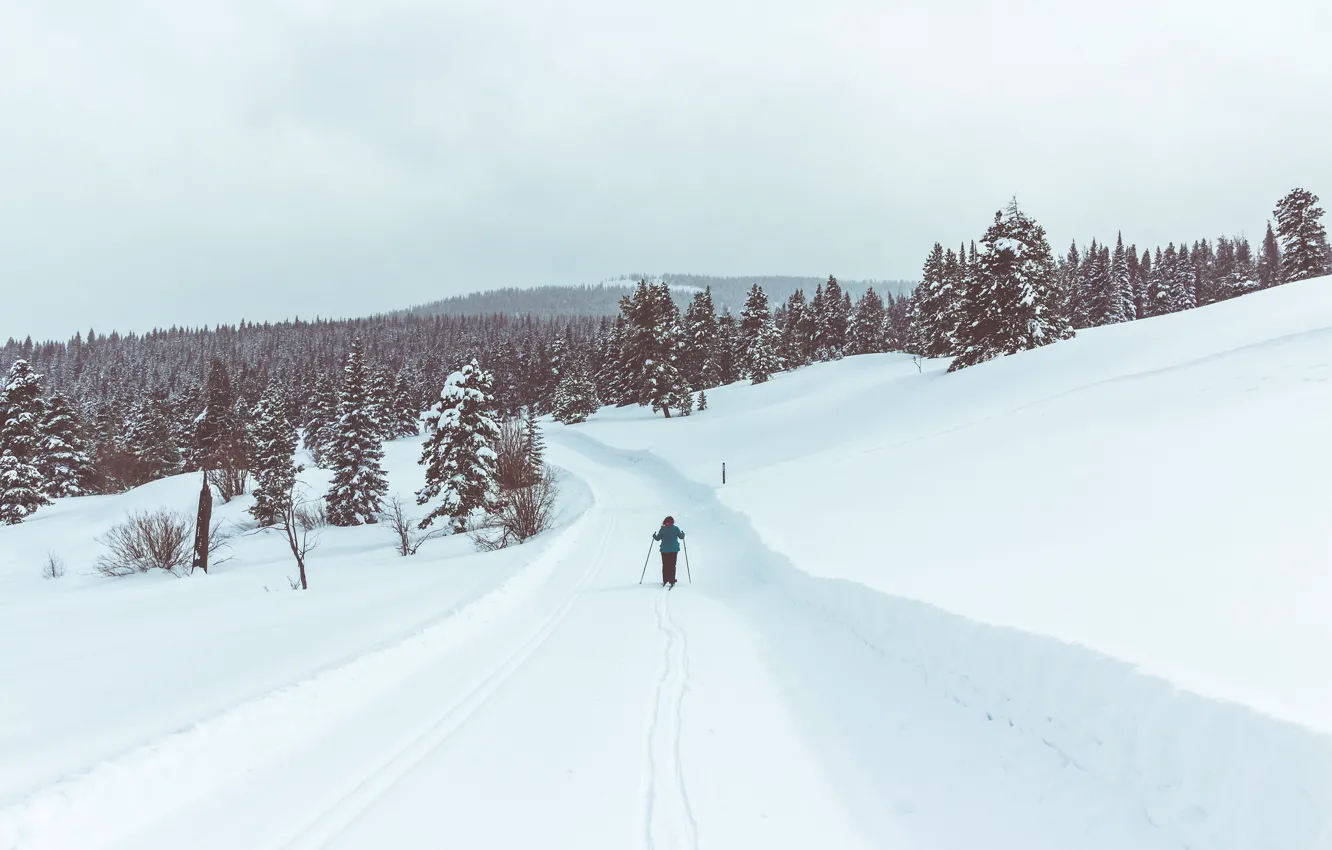 Photo wallpaper road, winter, person, ski, pine, skiing, snowing