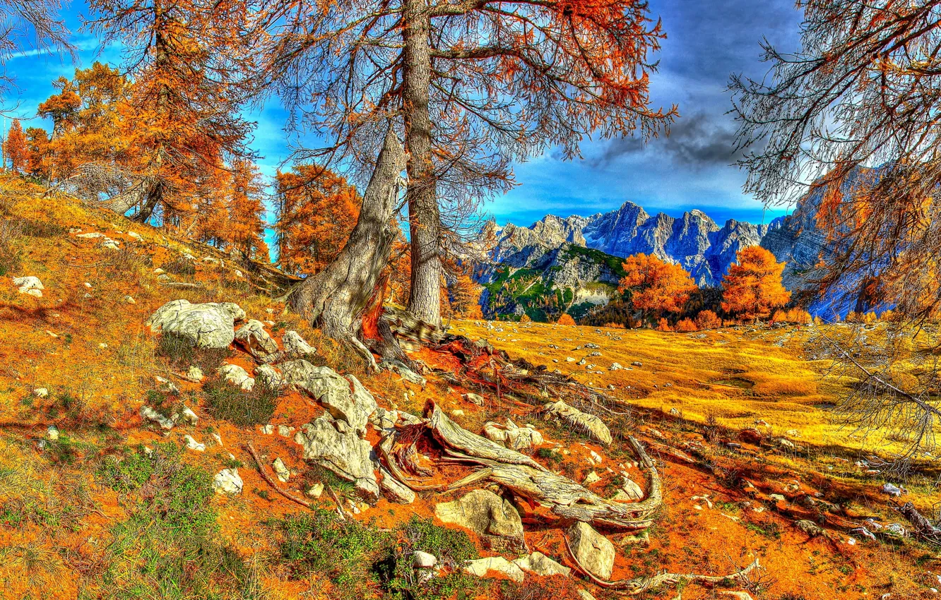 Photo wallpaper autumn, the sky, trees, mountains, roots, hdr, Slovenia, of the trees