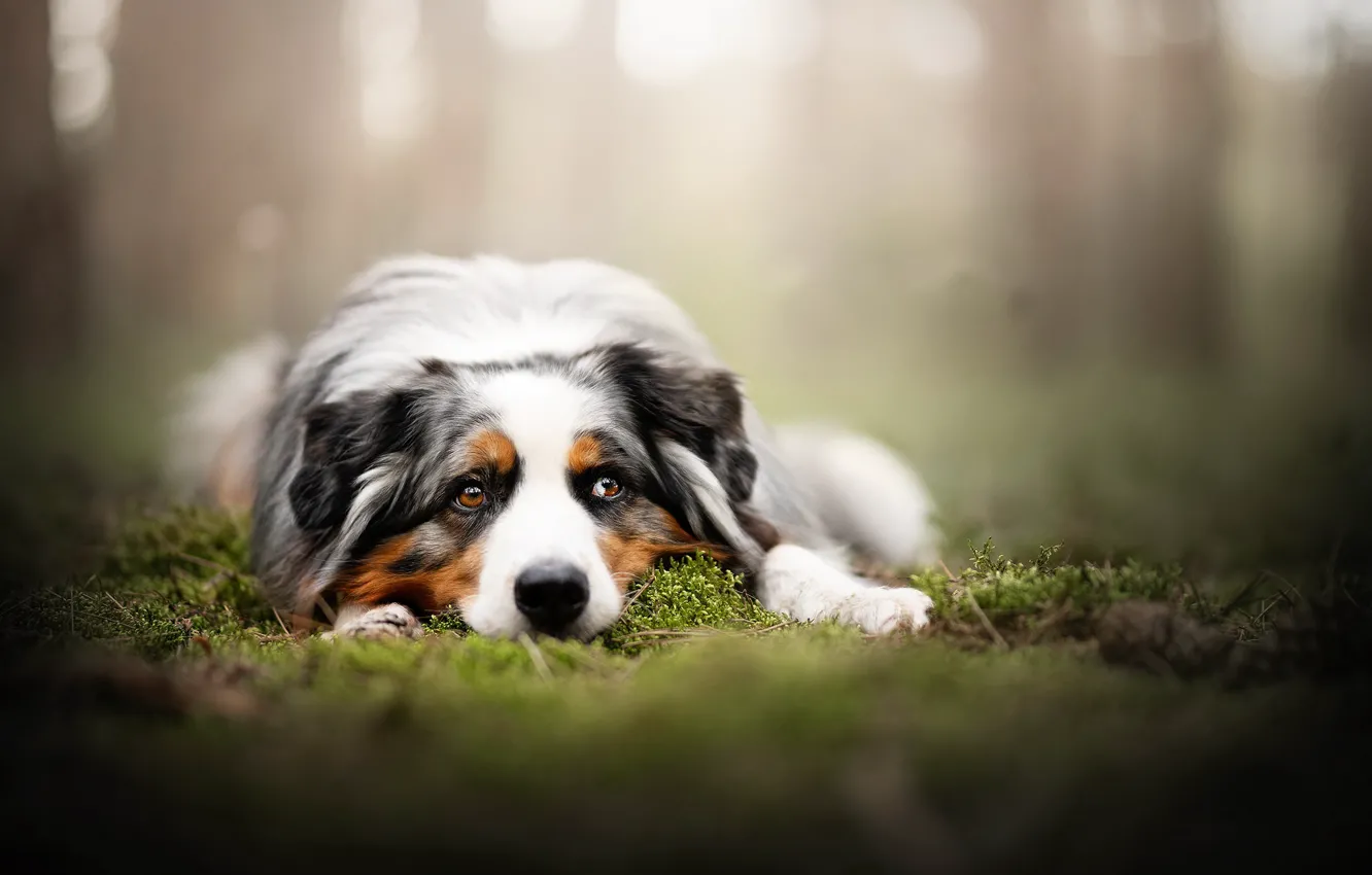 Photo wallpaper look, each, dog