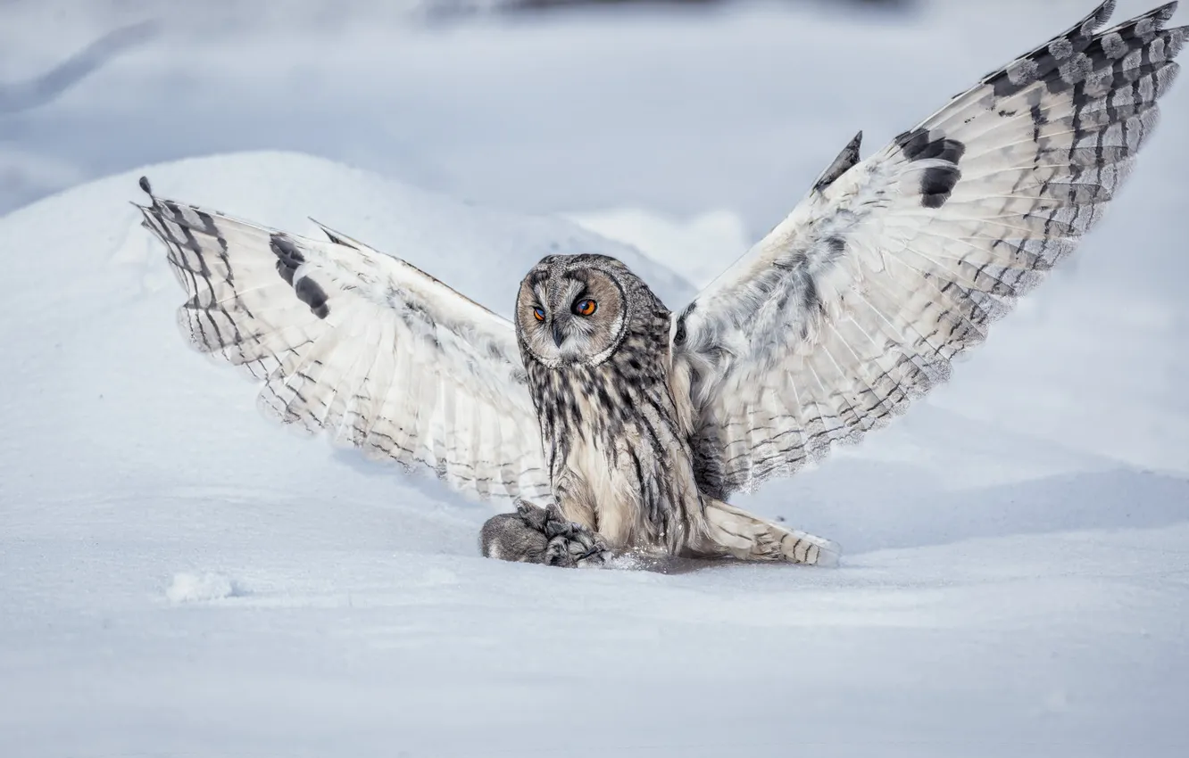 Photo wallpaper winter, field, snow, nature, owl, bird, wings, feathers