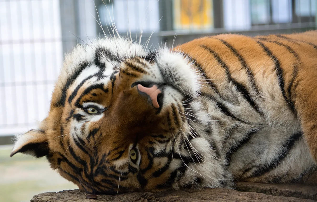 Photo wallpaper cat, face, tiger, Amur