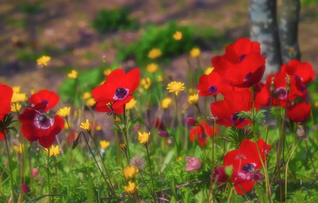 Photo wallpaper greens, trees, flowers, yellow, red, glade, blur, spring