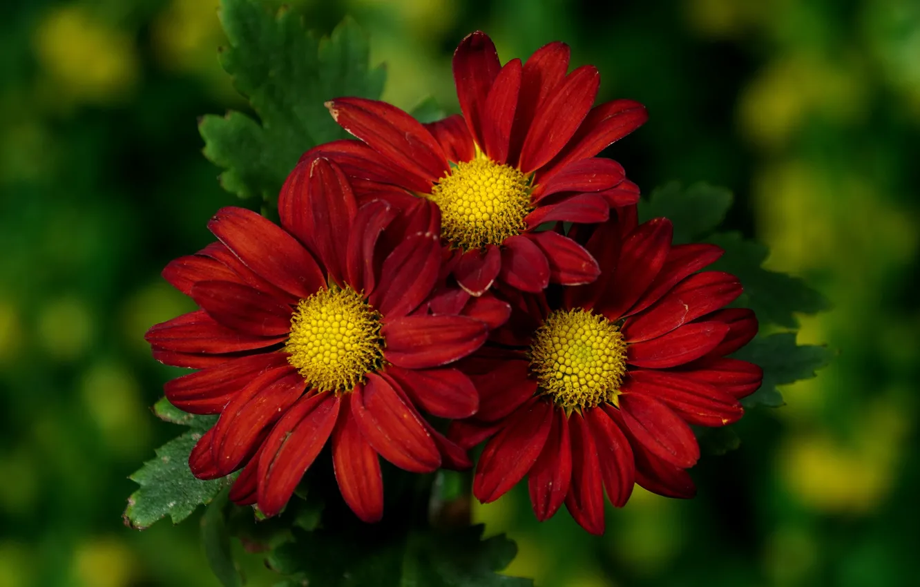 Photo wallpaper flowers, red, trio, chrysanthemum, green background