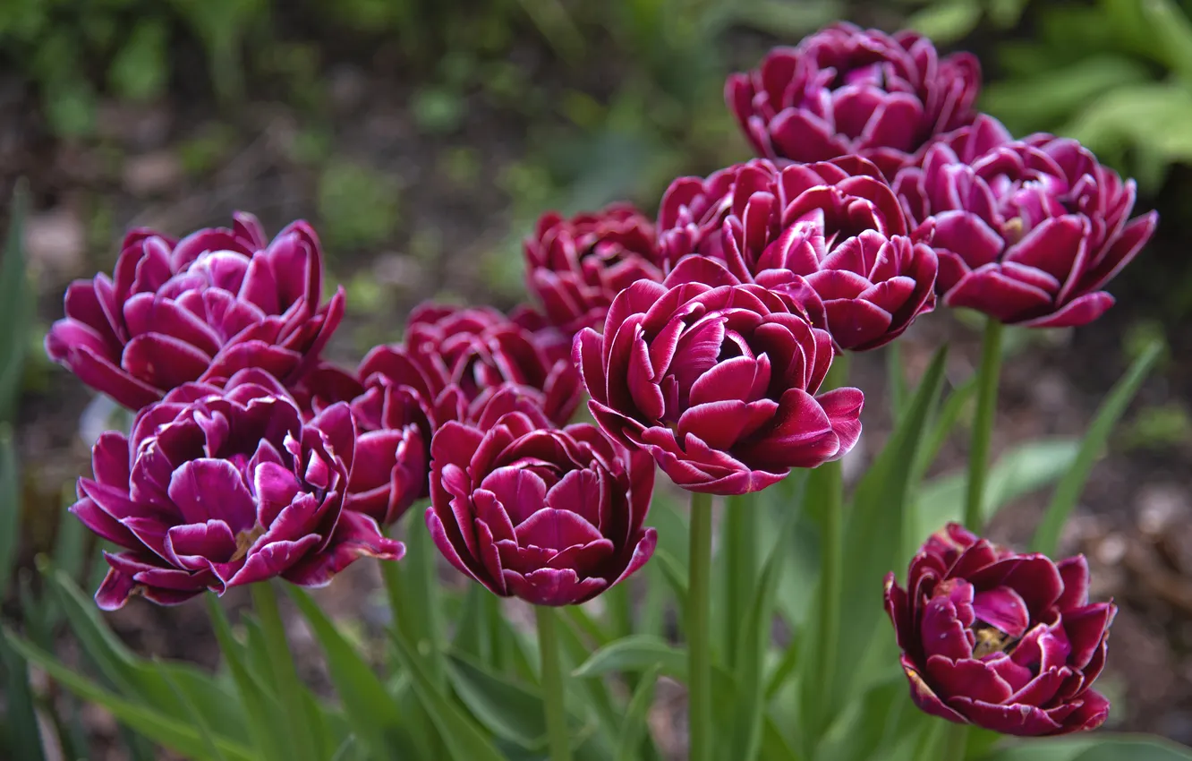 Photo wallpaper flowers, red, spring, tulips, pink, flowerbed