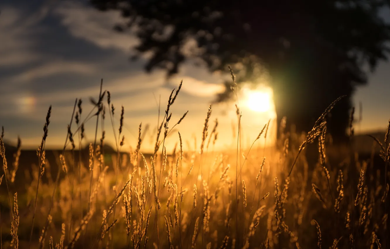 Photo wallpaper grass, light, morning