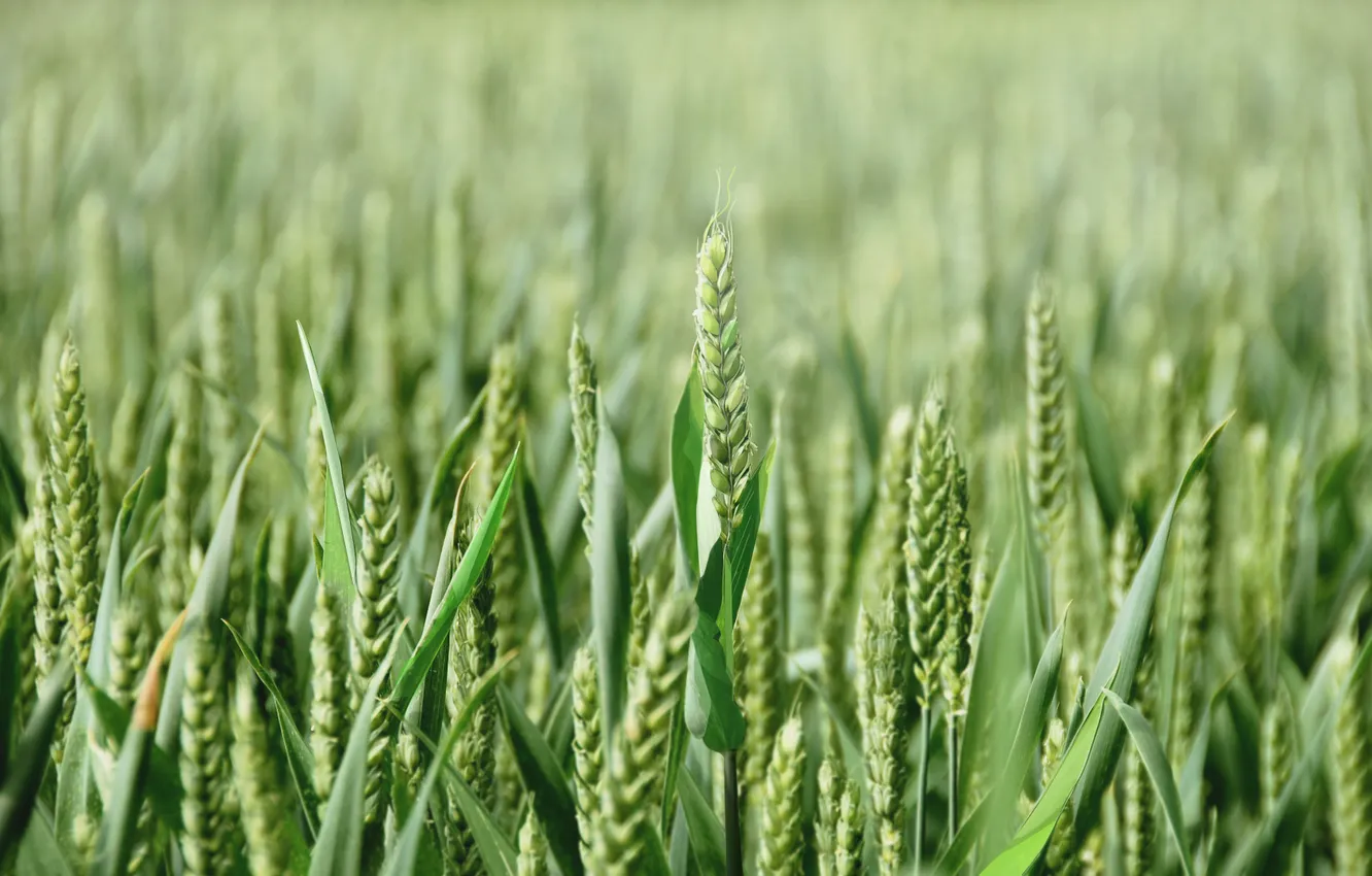 Photo wallpaper field, macro, nature, photo, spikelets, ears