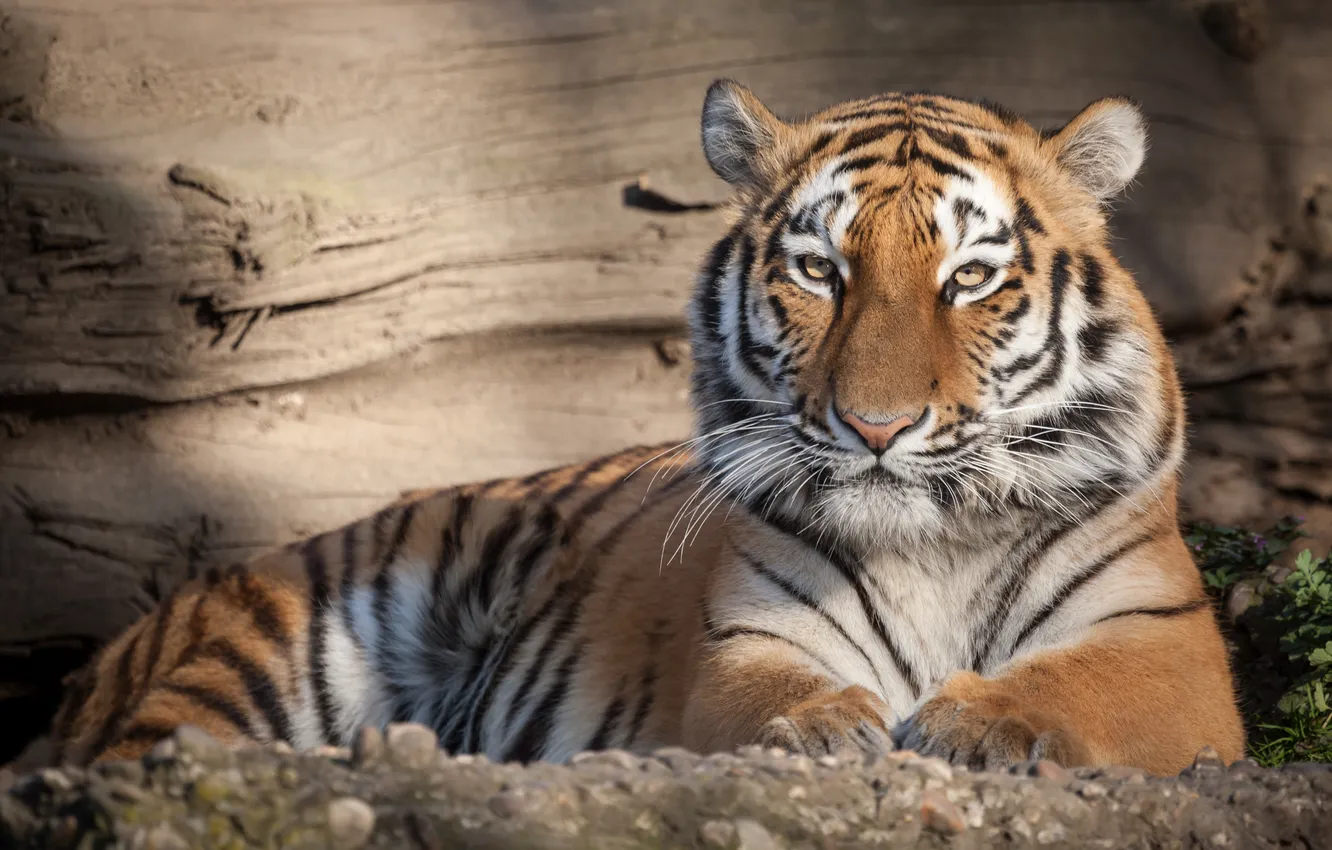 Photo wallpaper cat, tiger, stay, Amur