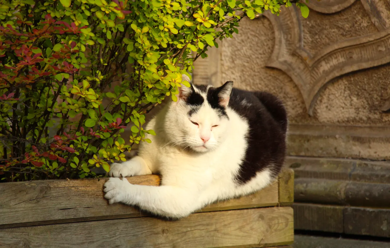 Photo wallpaper cat, black and white, lying