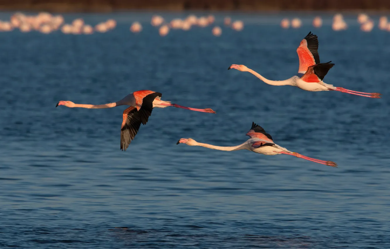 Photo wallpaper water, flight, bird, trio, Flamingo, Trinity