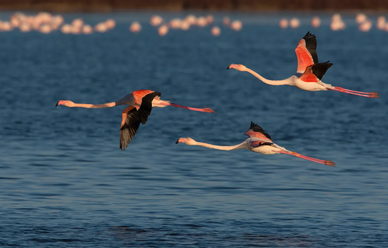 Photo wallpaper water, birds, flight, trio, Flamingo, Trinity