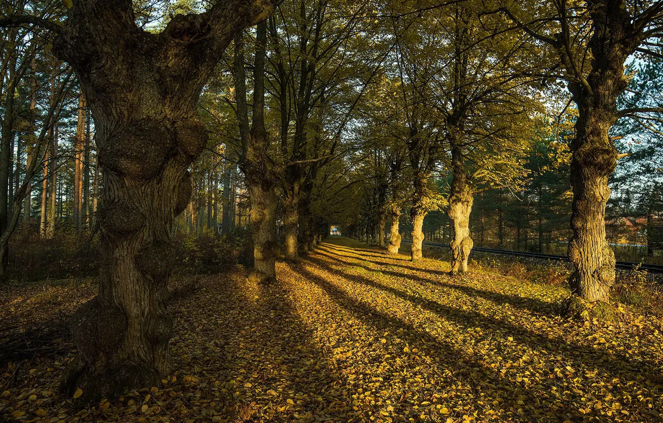 Photo wallpaper autumn, the city, street