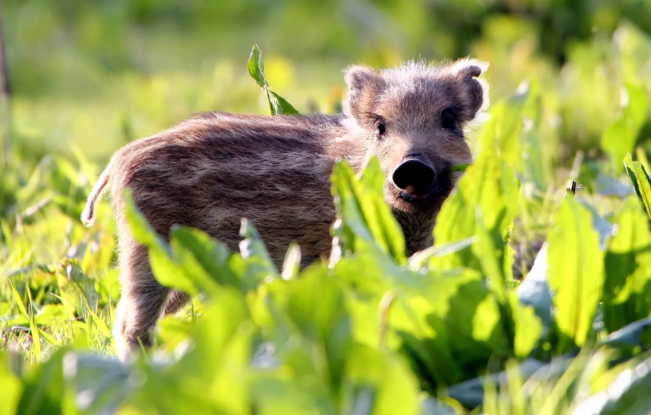 Photo wallpaper grass, baby, hog