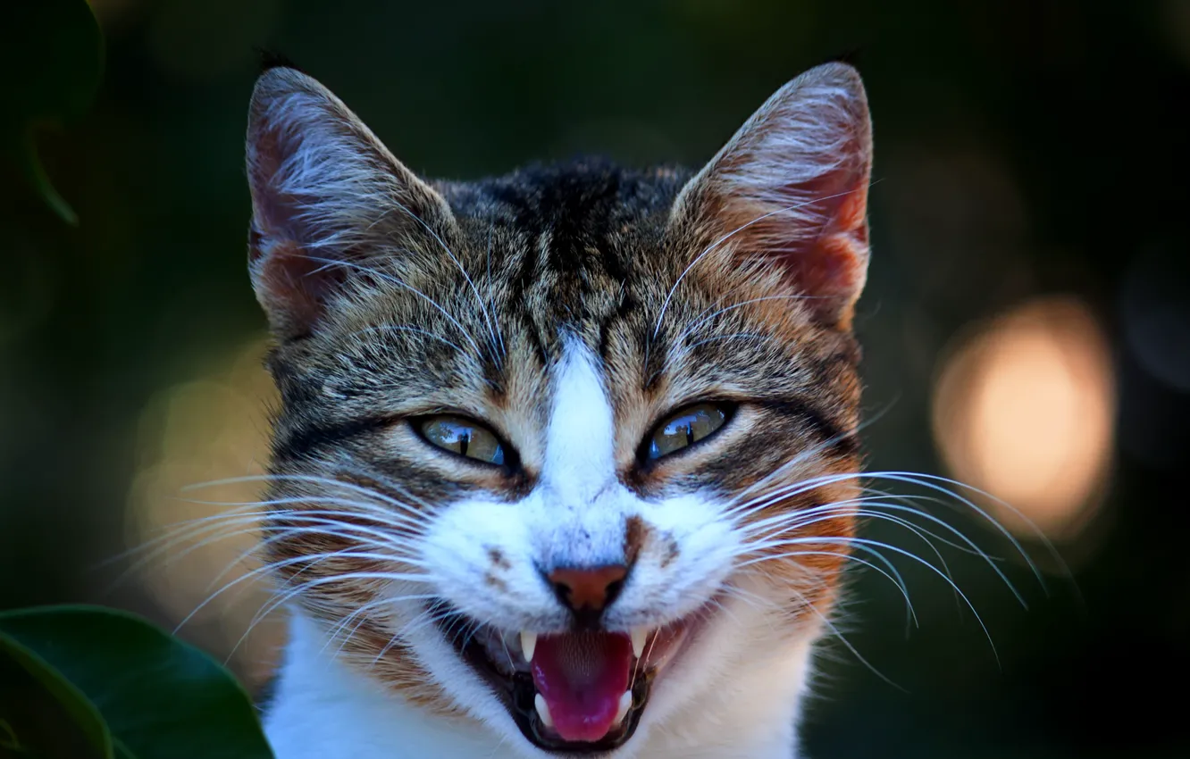 Photo wallpaper mouth, Kote, toothed, opened, meows