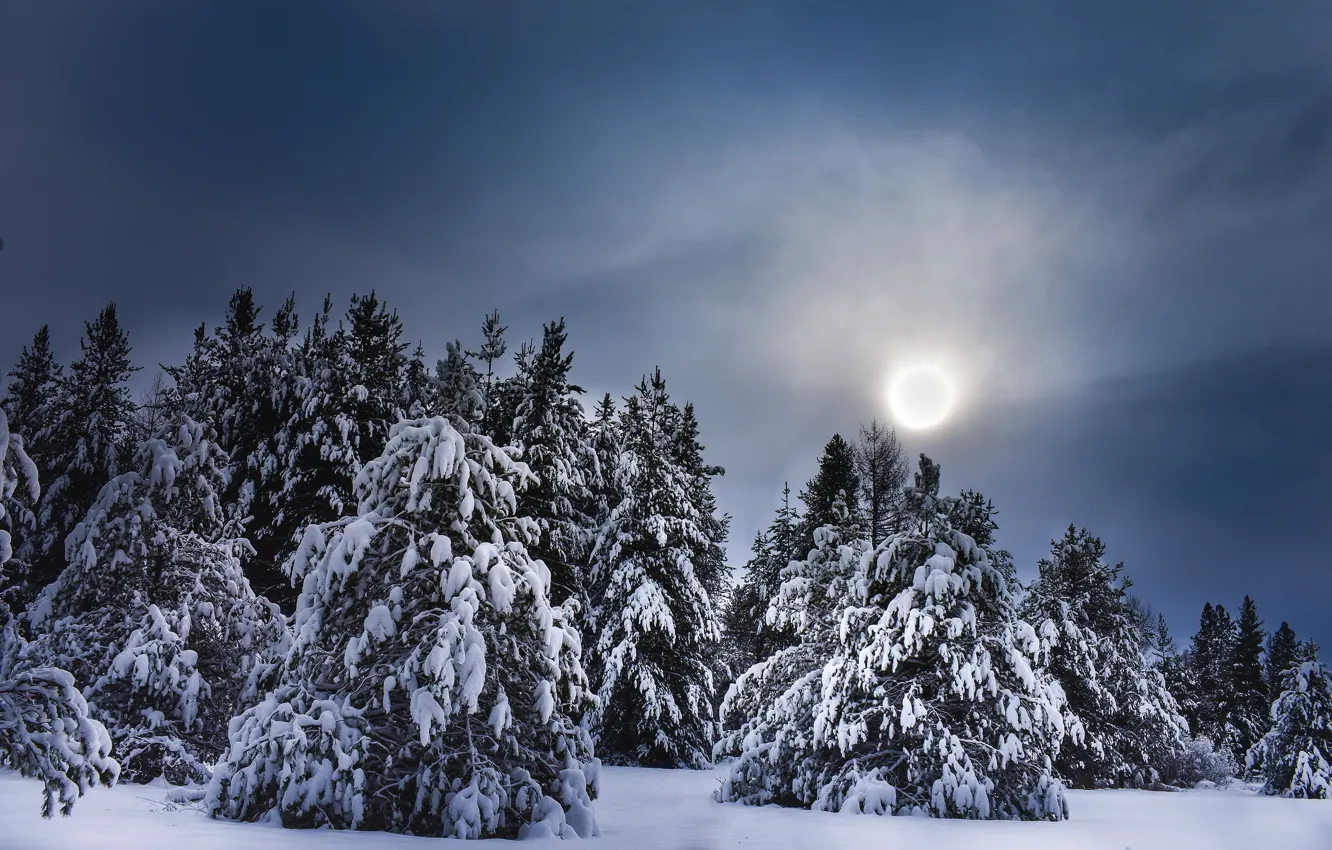 Photo wallpaper winter, forest, the sky, the sun, clouds, light, snow, landscape