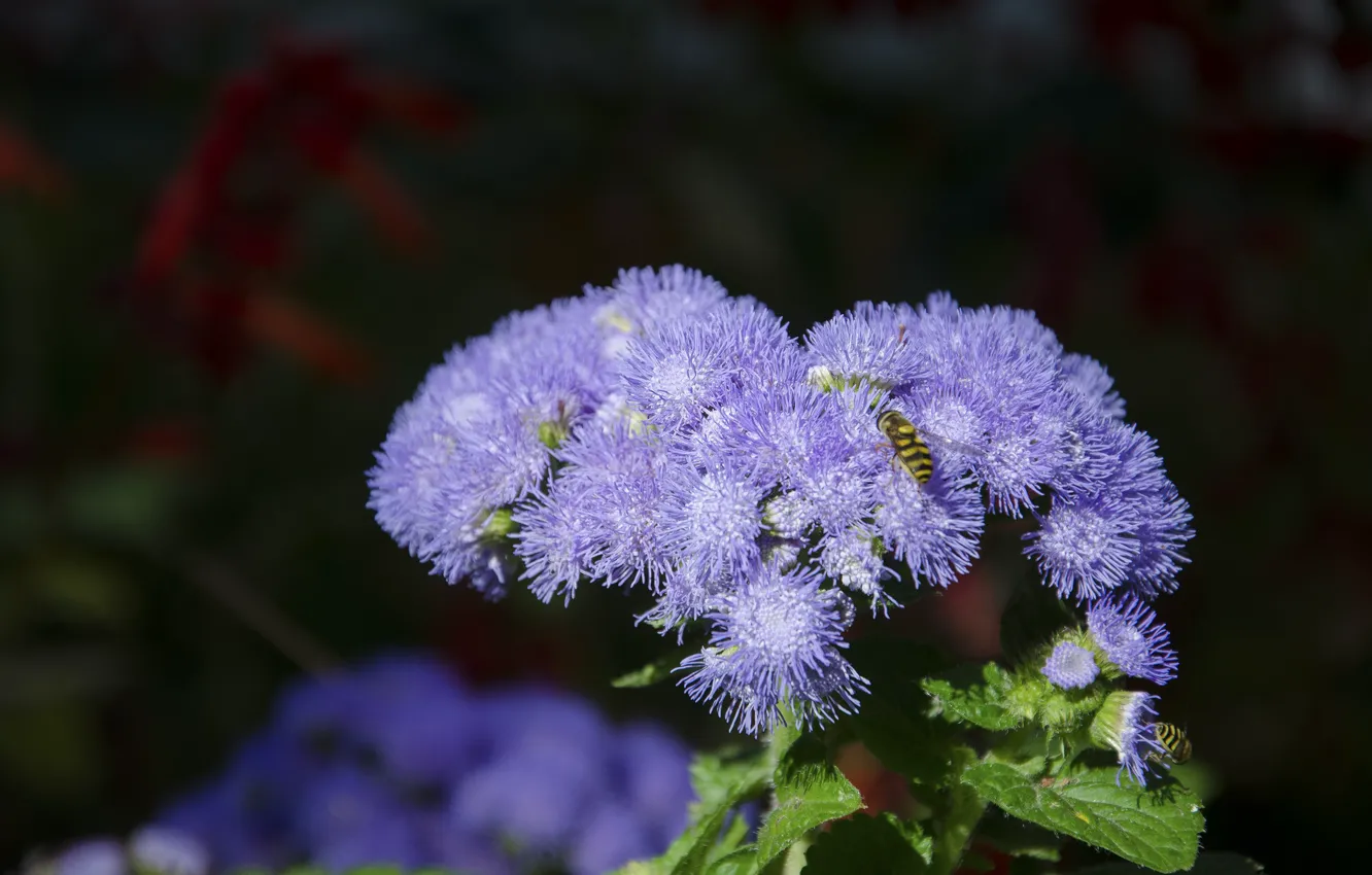 Photo wallpaper flower, purple, macro, blue
