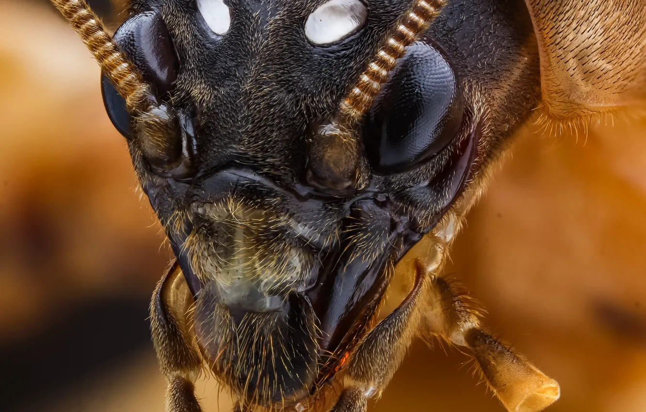 Photo wallpaper look, macro, background, portrait, insect
