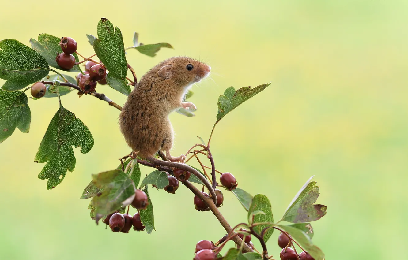 Photo wallpaper branches, berries, mouse, The mouse is tiny