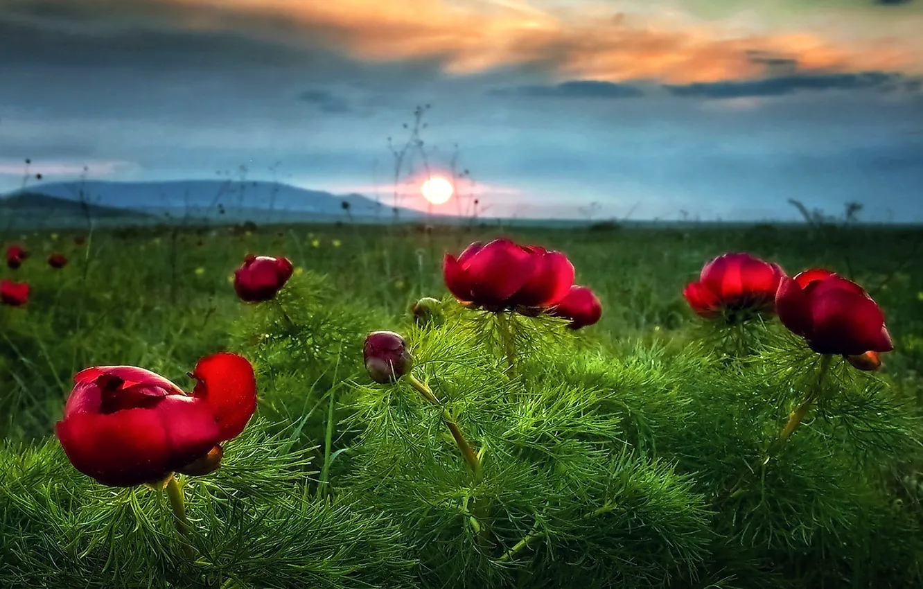 Photo wallpaper the sky, clouds, sunset, flowers, mountains, valley, meadow