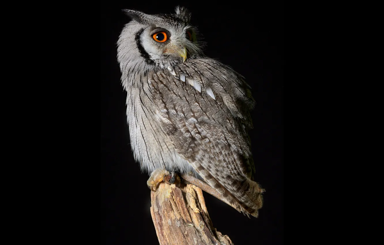 Photo wallpaper owl, bird, stump