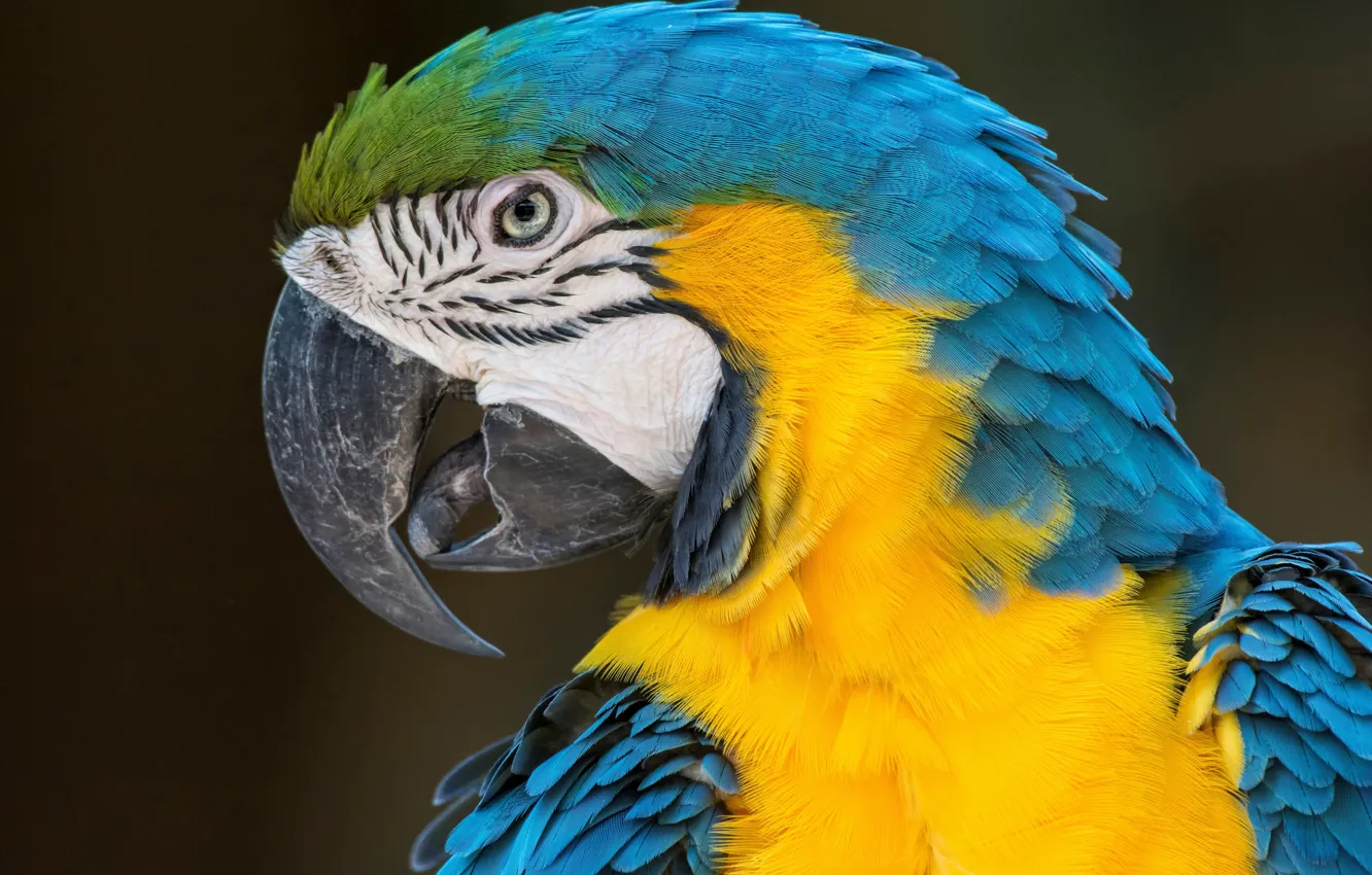 Photo wallpaper birds, parrot, blue-and-yellow macaw