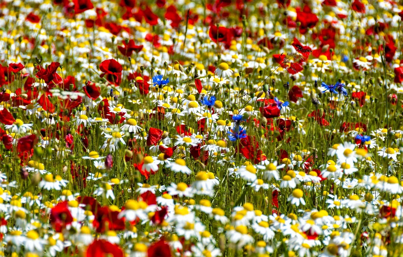 Photo wallpaper Maki, chamomile, meadow, bokeh, cornflowers