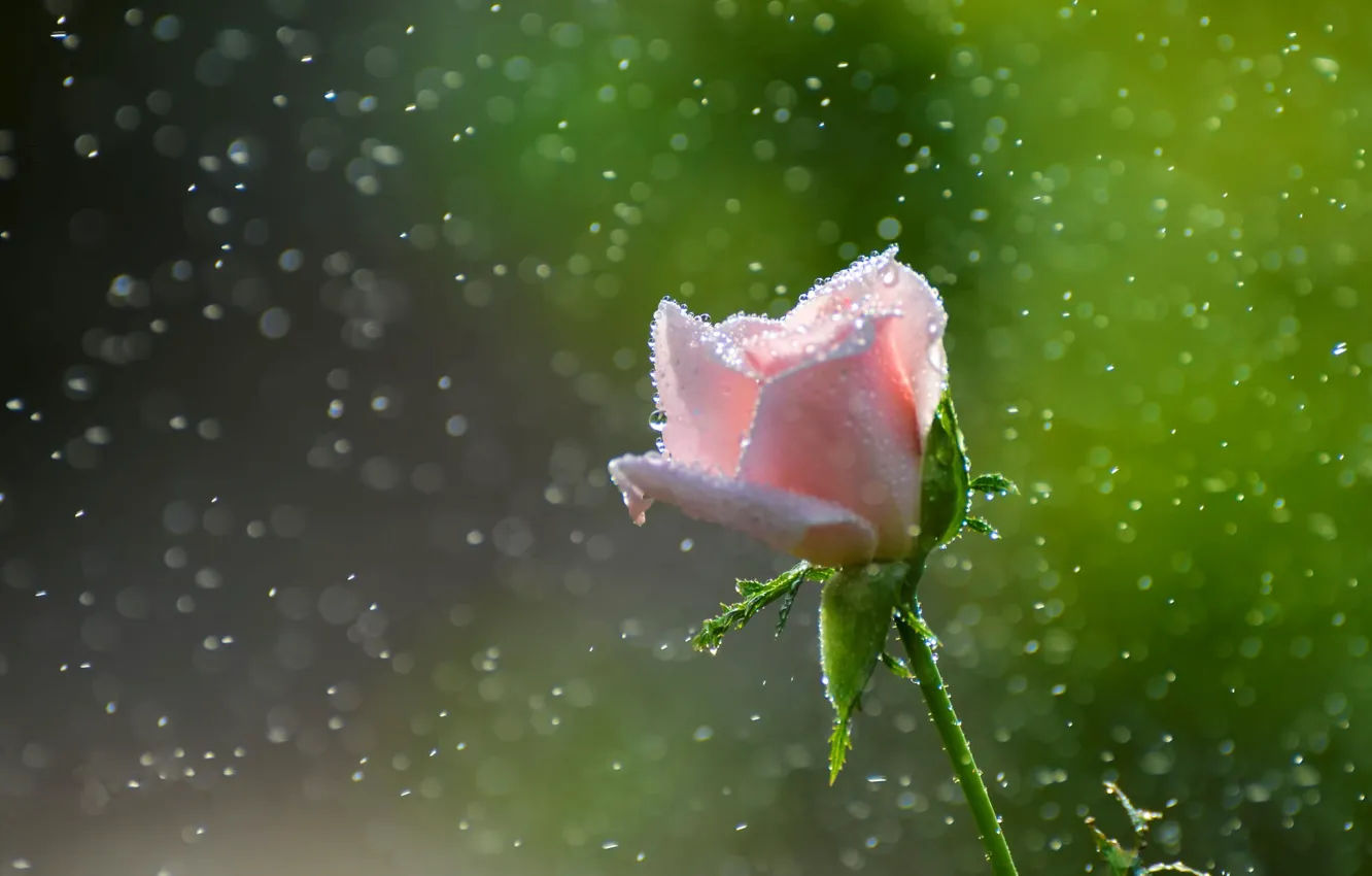 Photo wallpaper pollen, Pink rose, drops, blur bokeh