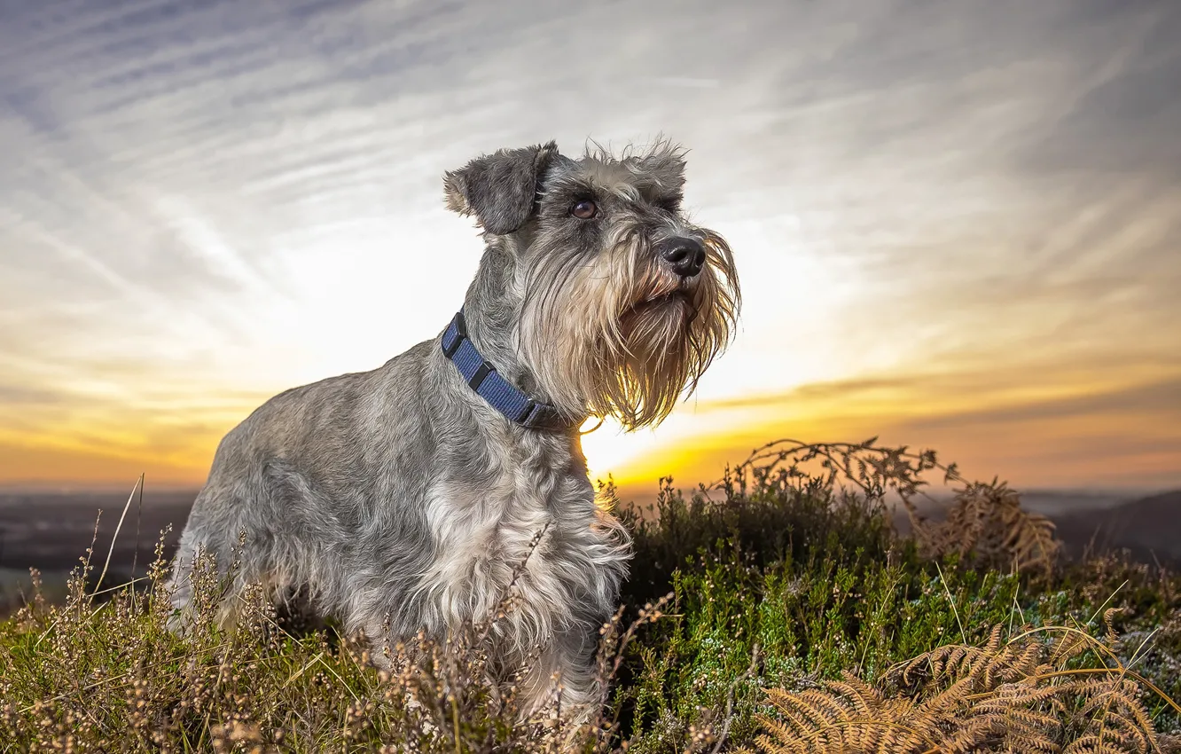 Photo wallpaper the sky, grass, landscape, sunset, Schnauzer