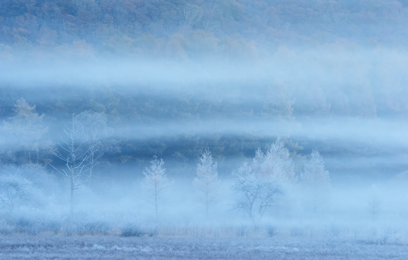 Photo wallpaper field, trees, fog, slope, haze