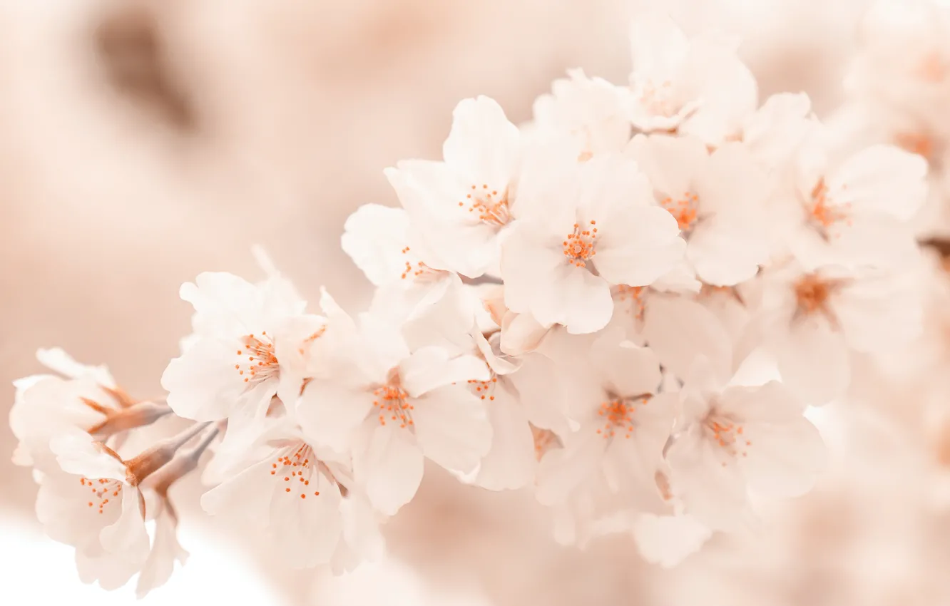 Photo wallpaper flowers, spring, Sakura, flowering