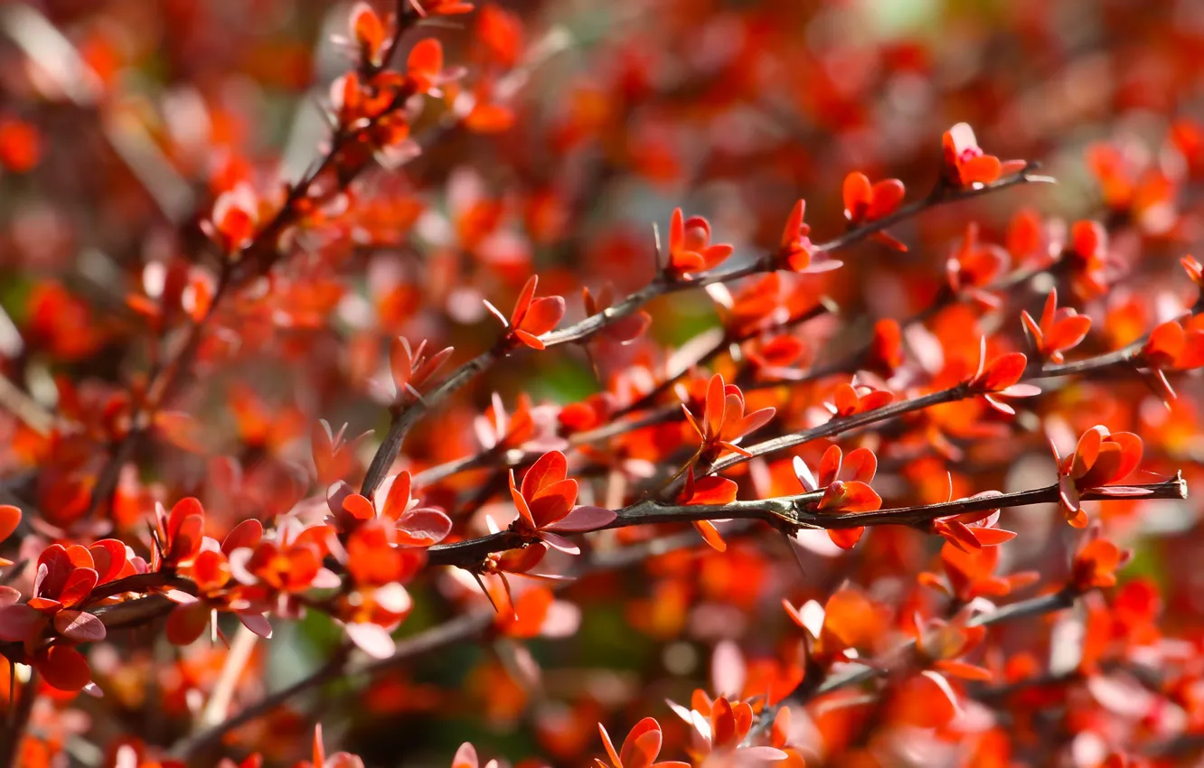 Photo wallpaper red, autumn, twig