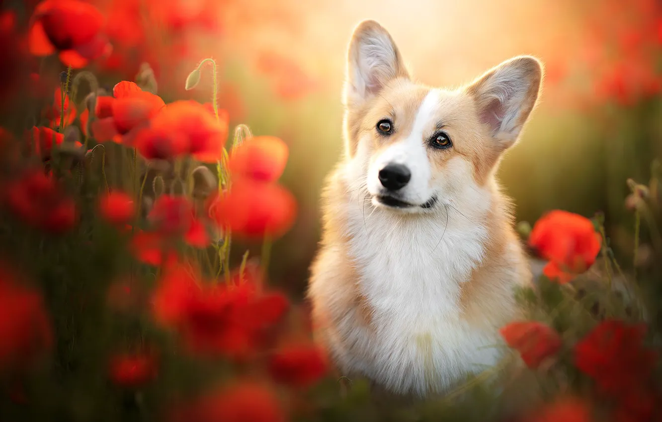 Photo wallpaper look, flowers, Maki, dog, blur, ears, face, Welsh Corgi