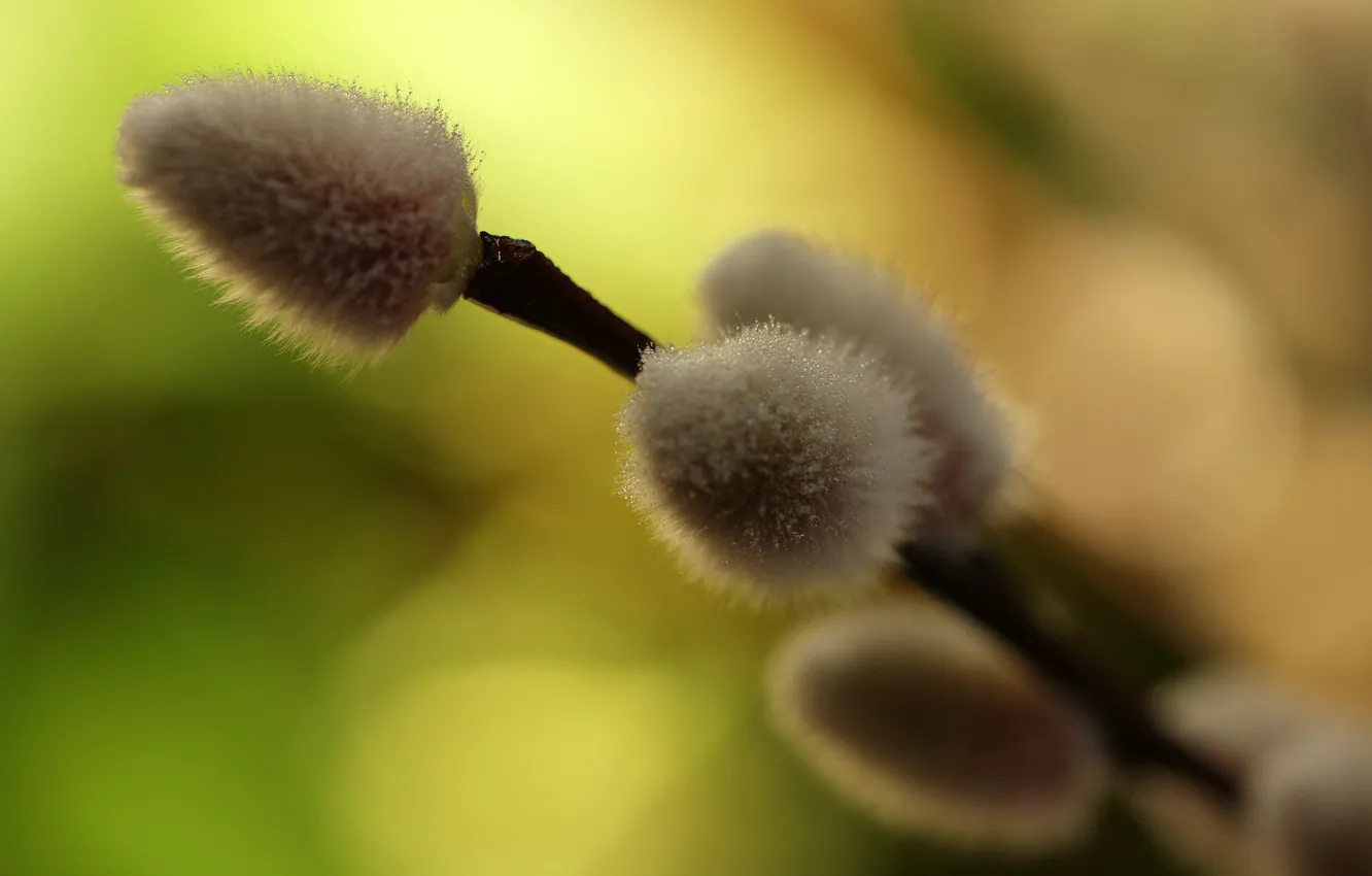 Photo wallpaper macro, branches, nature, spring, blur, kidney, Verba