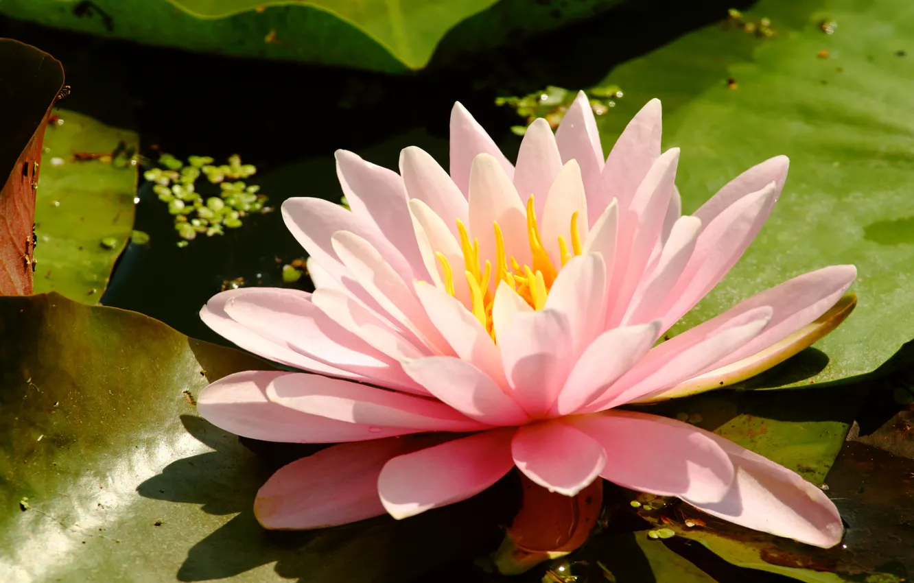 Photo wallpaper flower, Water Lily, marsh plant, Nymphaeum