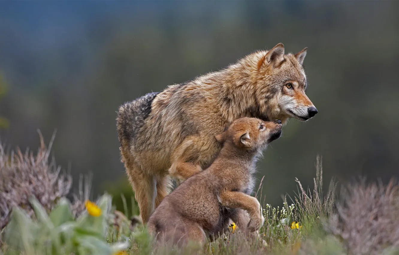 Photo wallpaper wolf, predator, the cub